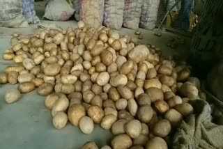 Haldwani Potato Farmer