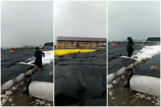 Cotton soaked in rain in Nandigama market yard