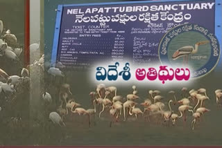 nellore-dist-pullicat-nelapattu-bird-sanctuary in ap