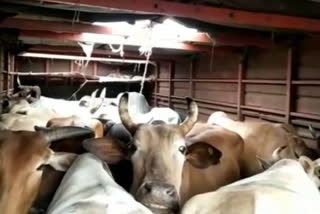 police Prevented illegal cows transport in mulugu