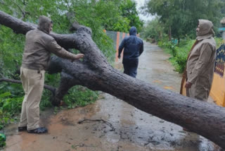 చిత్తూరు జిల్లాలో నేలకొరిగిన భారీ వృక్షాలు