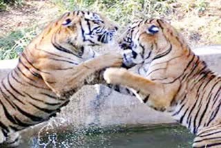 tiger fight video, tigress fight in Ranthambore