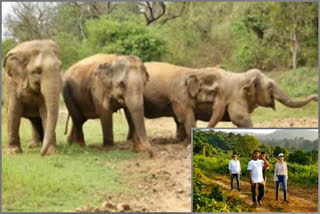 New Action to Prevent Human - Elephant Conflict in Assam