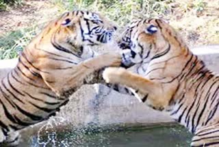 fight-between-two-tigers