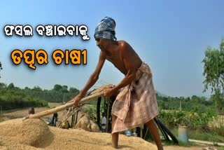 ବାତ୍ୟା ନିଭାର ଡର: ବର୍ଷା ଆଗରୁ ଧାନ ଅମଳ ଚିନ୍ତାରେ ଚାଷୀ