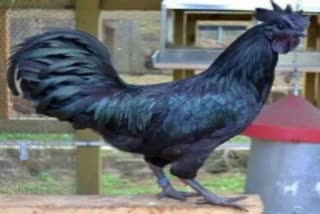 demand increased for Kadaknath chicken