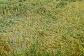 paddy crop damaged