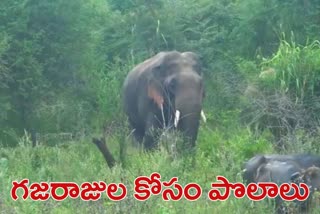 Paddy fields and orchards, especially for elephants