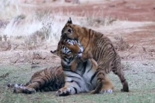 video viral of tigress with her cubs