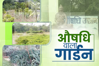 260 types of medicinal plants have been grown in Ayurvedic College of raipur