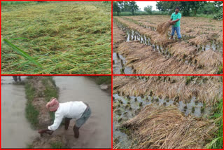 huge loss to farmers in prakasam district due to nivar cyclone affect