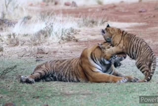 A tigress plays with her cub at Kanha Tiger Reserve