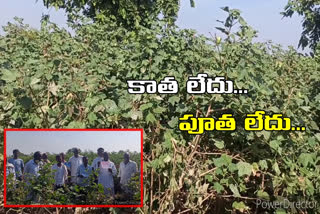 farmers lose due to  fake cotton seeds in nirmal