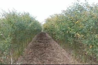 maggot on pigeon pea crop at amravati