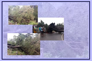 150 years old banyan tree has fell on road due to heavy rains at east godavari district