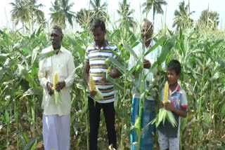 Sweet corn farm in Haveri