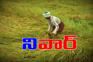 nivar-cyclone-heavily-effected-ap-farmers