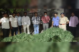 Police Seized marijuana plant in vijayapura; accused escaped