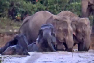 wild elephant bathing in nagaon