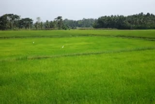 paddy farmers in distress due to water scarcity  കൃഷി ചെയ്യാൻ ആവശ്യത്തിന് വെള്ളമില്ലാതെ നെൽ കർഷകർ  പട്ടാമ്പി കിഴായൂർ ലിഫ്റ്റ് ഇറിഗേഷൻ  palakkad local news  palakkad  പാലക്കാട്