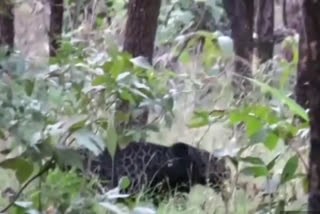 Pench National Park showing black leopard for the first time