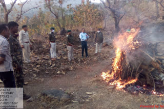 Leopard cub cremated