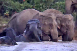 Herd of elephants enjoy in waters