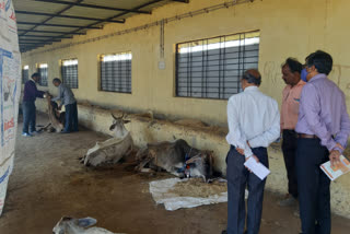 Agriculture Department officials inspected Cow sanctuary