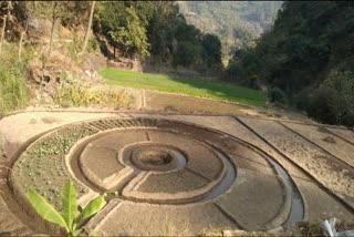 vegetable garden