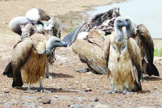 Vultures will be counted