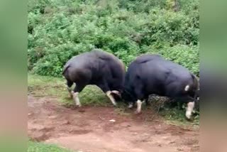 kodaikanal bison fight