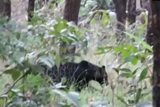 Black leopard seen in Pench Tiger Reserve