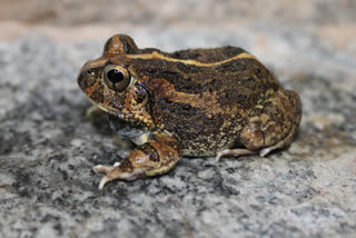 A new species of burrowing frog has been found by a group of researchers