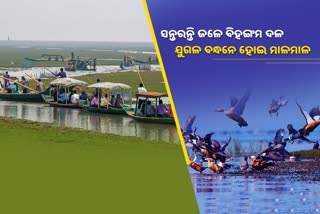 ମଙ୍ଗଳାଯୋଡ଼ିରେ ବିଦେଶୀ ପକ୍ଷୀଙ୍କ ମେଳନ, ଜମୁଛି ପର୍ଯ୍ୟଟକଙ୍କ ଭିଡ଼