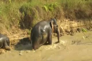 elephant damage the crops in baripada forest area