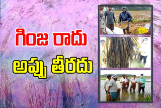 paddy sumerged in water at east godavri district