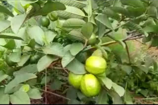 Sophisticated farming in Gondia