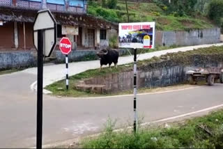 Gaur roams the streets in Koppa Taluk, Karnataka