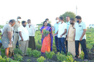 tatikonda MLA Sridevi inspected damaged crops in guntur