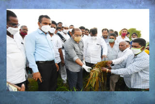 దెబ్బతిన్న వరి పంటలను పరిశీలించిన కలెక్టర్ ఇంతియాజ్