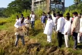 tdp leader jyothula nehru visited crop damaged areas at east godavari and demands government to give compensation to farmers