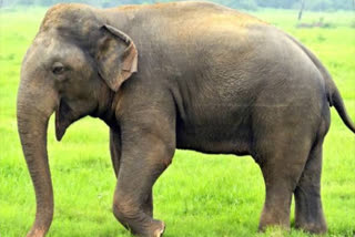 Elephants trampled crop in Dhanbad