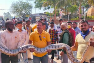 12 feet Python caught