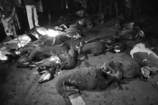 40 sheeps dead in RTC bus hit