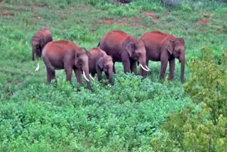 elephant herd