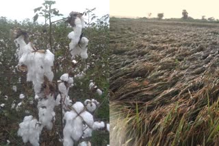 Newar Effect Paddy, cotton crop destruction in Raichur