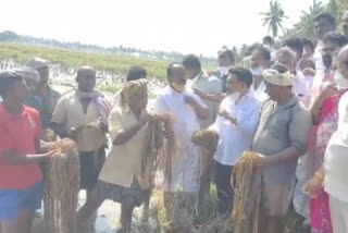 MLA grandhi srinivas inspecting crop