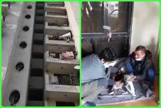 Guard threw dog from seventh floor in Ghaziabad