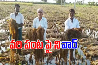 crop-damage-in-lakhs-of-acres-in-guntur-due-to-the-impact-of-nivar-cyclone