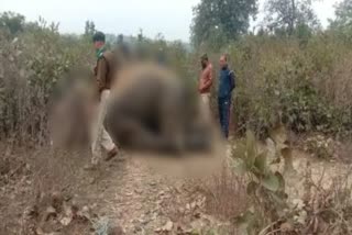 Elephant injured two villagers